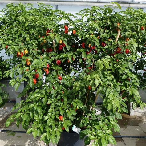 Pepper Extreme Hot Trinidad Moruga Scorpion Horticultural Consultancy