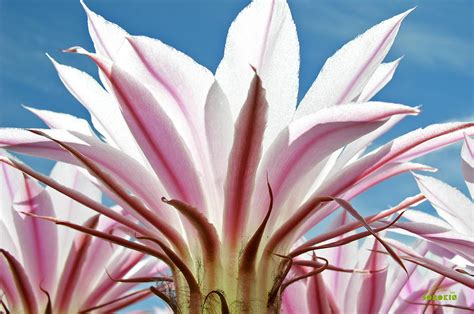 Night Blooming Cactus Flower Photograph By Allan Sorokin Fine Art America