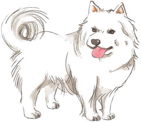 「サモエド 立ち姿 犬のリアルかっこいい」イラスト素材 超多くの無料かわいいイラスト素材