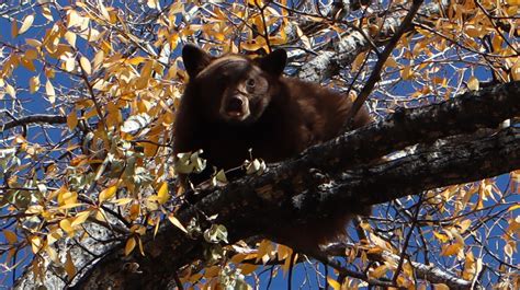 Colorados Bear Activity Was Off The Charts This Year With Sightings