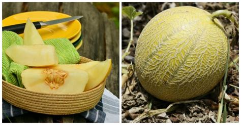 Growing Melons - How to Grow Cantaloupe & Honey Dew