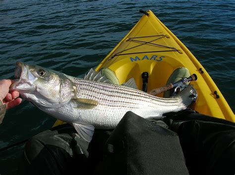 Anglers Bait Guide How To Catch A Striped Bass Fishing Munk