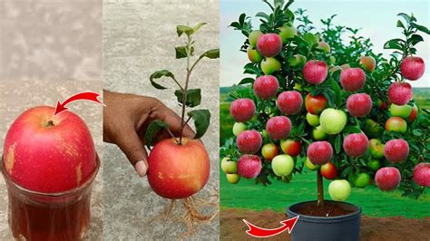 An Easy Way To Grow Apple Tree From Apples Fruit For Beginners