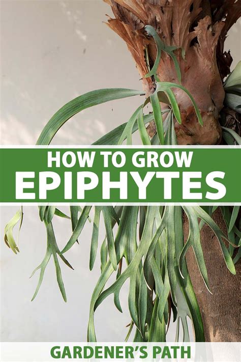 How To Grow Epiphytes Gardeners Path Make House Cool