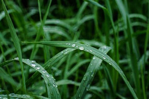 Grass Rain Drops Free Photo On Pixabay Pixabay