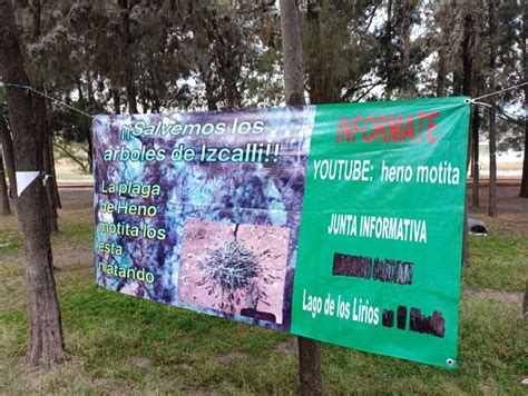 Plaga Afecta Rboles Del Parque Lirios Peri Dico De Izcalli