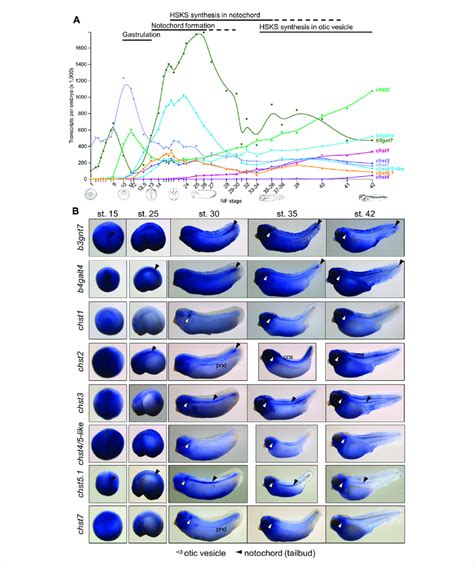 Spatio Temporal Expression Patterns Of Hsks Catalytic Genes Are Linked