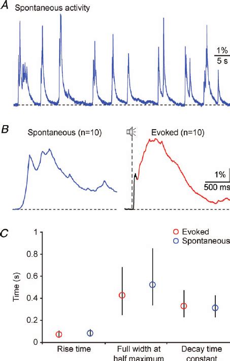 Spontaneous Network Calcium Transients Resemble The Late Slow Rising Download Scientific