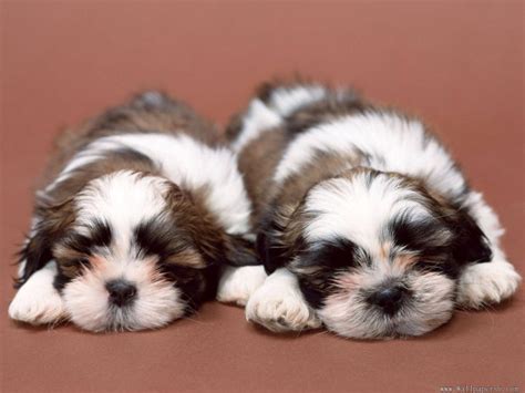 Fotos Comprovam Que O Shih Tzu Um Dos Cachorros Mais Fofos Tudo