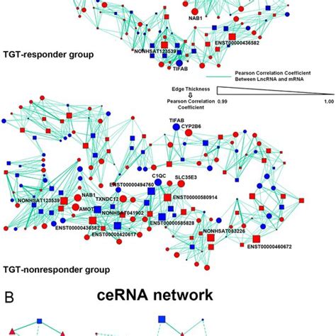 Lncrna‐mrna Coexpression Network And Cerna Network Associated With