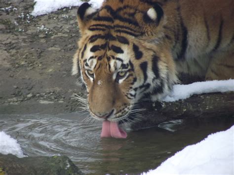 Animal picture of the day: the world's biggest cat