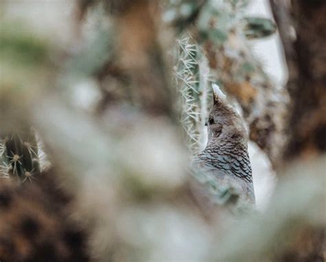 How to Identify Scaled Quail Habitat - Project Upland Magazine