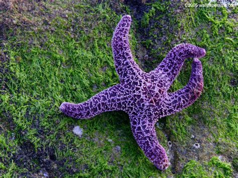 Sea Star Wallpapers Top Free Sea Star Backgrounds Wallpaperaccess