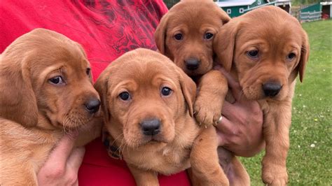 Cute Fox Red Labrador Retriever Puppies Red And Grey Females Youtube