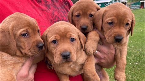 Cute Fox Red Labrador Retriever Puppies Red And Grey Females YouTube