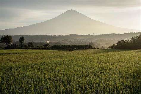 The Rice Field And Mtfuji By Blueridgewalker