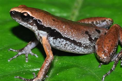 Spesies Baru Katak Mini Ditemukan Peneliti LIPI Dari Selatan Pulau