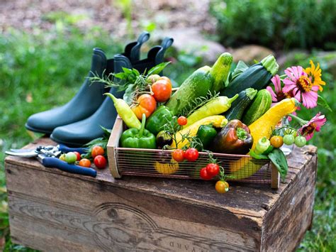 12 Popular Summer Vegetables You can Grow in the Season - Plants Spark Joy