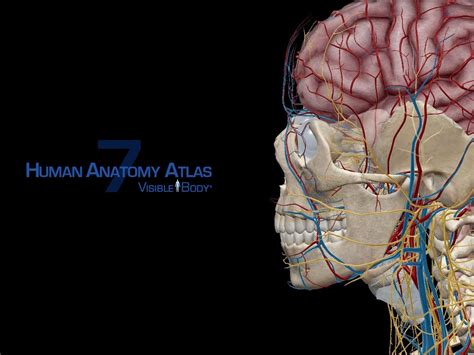 Atlas Human Anatomy 3d 2018 Visible Body Original Completo R 39 00