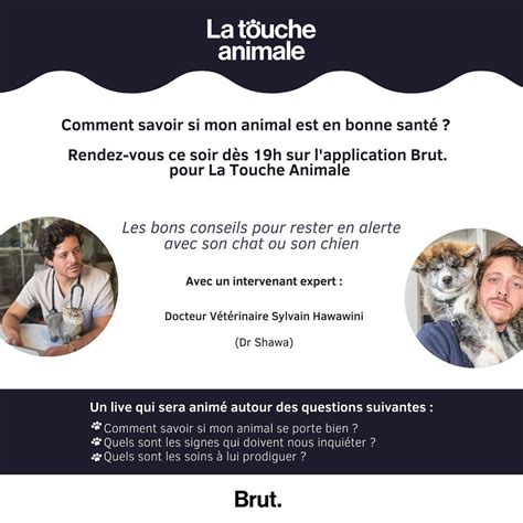 Casting Chien Chat Et Animaux