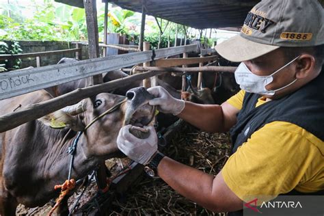 Belasan Sapi Di Sukabumi Terjangkit PMK Dan LSD ANTARA News