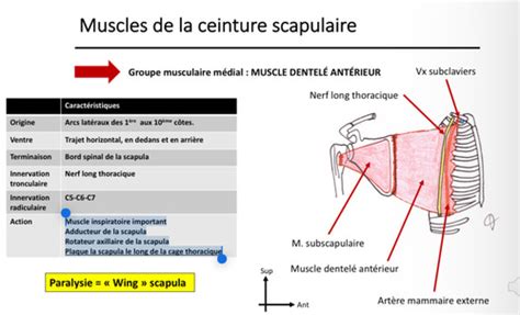 Ortho Anatomie De La Ceinture Scapulaire Cartes Quizlet