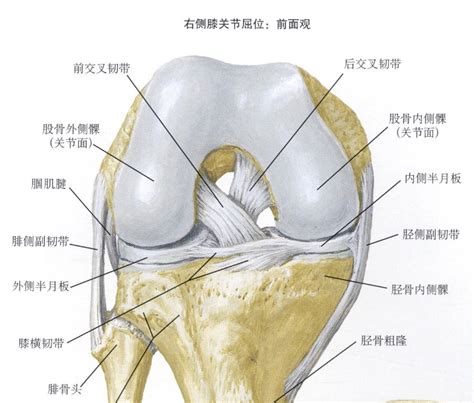 左膝外侧半月板撕裂前交叉韧带断裂受伤经过及康复之路 知乎