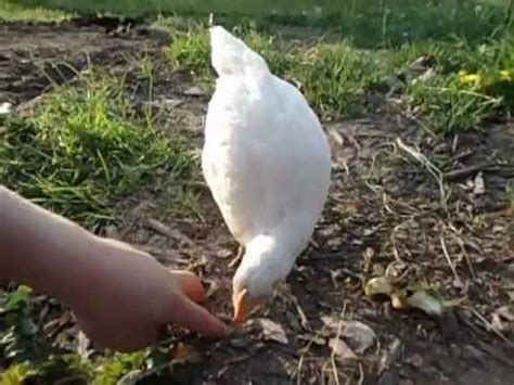 Sex Link Chicken Hatcheries And Breeders The Featherbrain