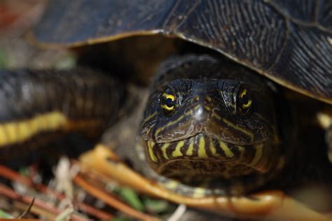 Eastern Chicken Turtle Deirochelys Reticularia Reticulari Flickr