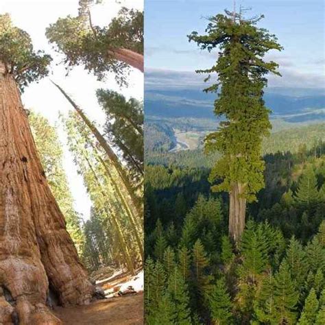 Gli alberi più grandi del mondo si trovano in California Albero