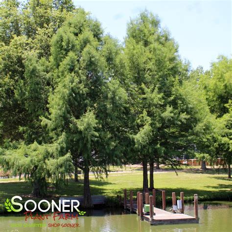 Bald Cypress Sooner Plant Farm