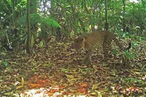 Sepasang Macan Tutul Dan Macan Kumbang Terekam CCTV Taman Nasional