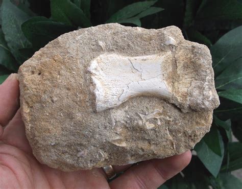 Fossil Plesiosaur Paddle Bone In Matrix Cretaceous Age Morocco Ref 4 Plv 1783114650