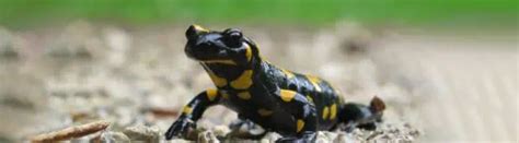 25 Types of Salamanders: Species, Facts and Photos