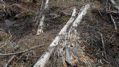 Slik kjemper næring og miljøorganisasjoner om skog i Follsjå Klima