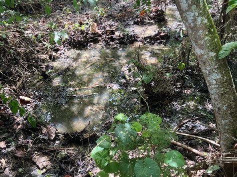 Defensoría abre queja de oficio contra MiAmbiente y MINSA por