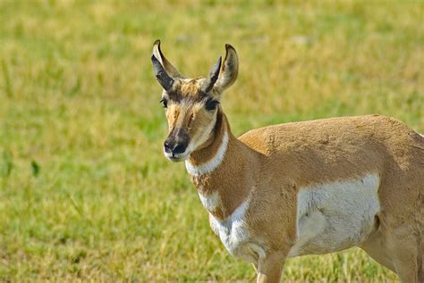 HD wallpaper: pronghorn in south dakota, antelope, custer, state, park ...