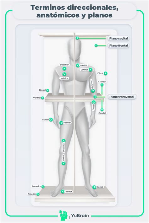 Evaluar Idea Seleccione Terminos Direccionales Anatomia Diverso Hot