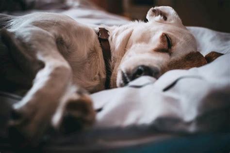 Risks Of Coccidioidomycosis In Pets Petcarerx