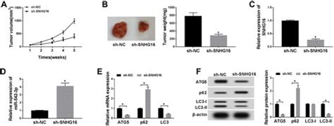 Full Article Long Non Coding Rna Snhg16 Facilitates Proliferation