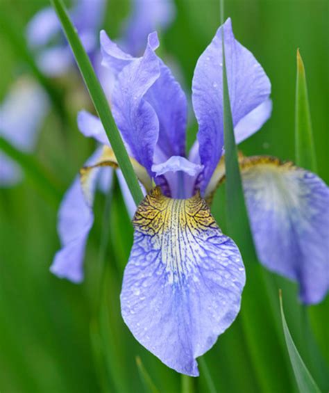 Iris Sibirica Perry S Blue Siberian Iris