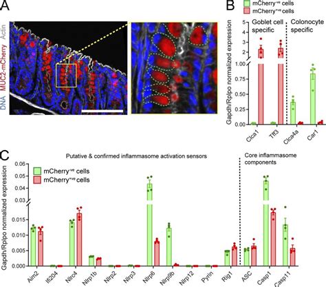 Inflammasome Expression In The Distal Colonic Epithelium A Confocal