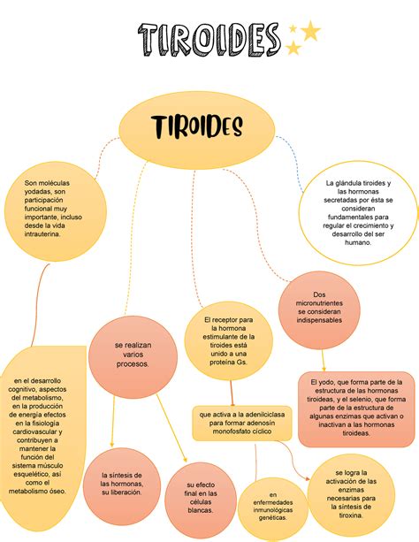 Glándula Tiroides Significado Funciones y Características Hot Sex Picture