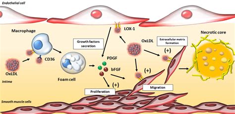 Role Of Oxldl In Smooth Muscle Cells Proliferation And Migration