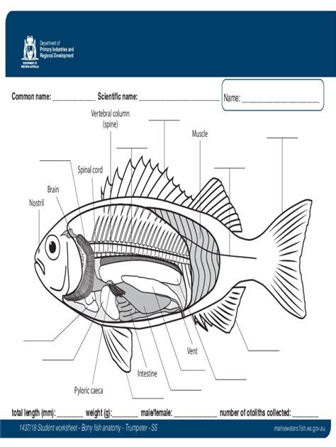 Fillable Online Marinewaters Fish Wa Gov Salmon Dissection Guide Fax