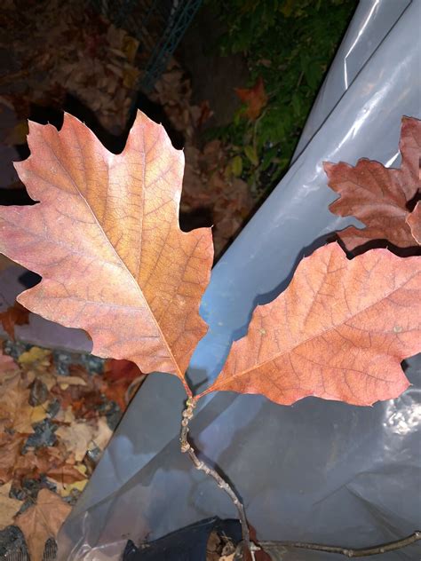 Exact Plant Red Oak 5 Quercus Rubra Northern Red Oak Champion Oak Bare