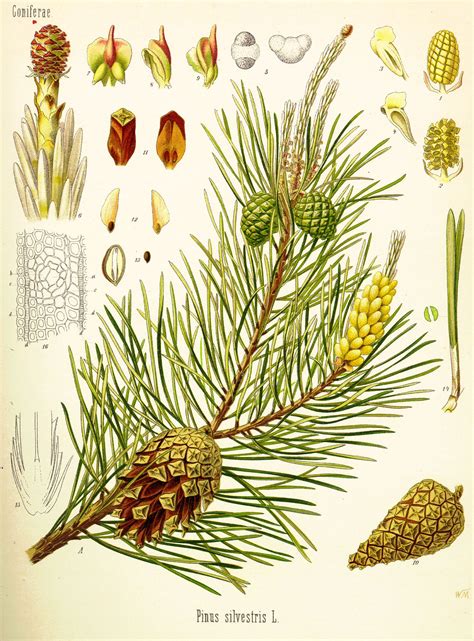 Pinus Sylvestris Botanical Drawings Botanical Prints Plant