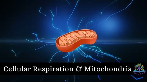 Mitochondria Structure Cellular Respiration