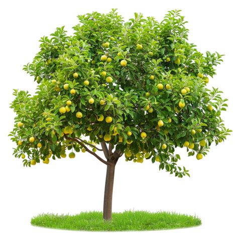 The Beauty And Bounty Of Pear Trees From Blossoms To Fruit 48712528 Png