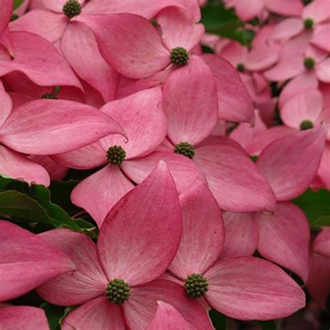 Cornus Kousa Scarlet Fire Cornouiller Du Japon à Floraison Rose